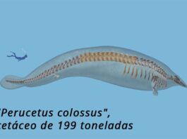 Perucetus colossus, cetáceo de 199 toneladas